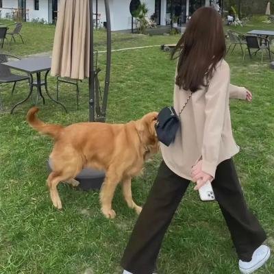 小菊的春天